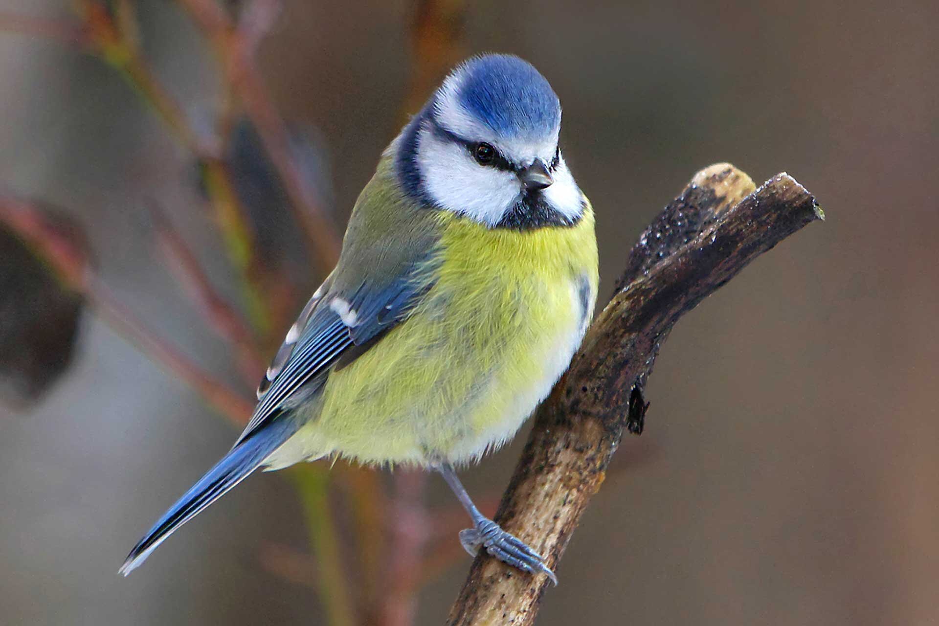 Fotografia przedstawia modraszkę siedzącą na złamanej gałęzi. Ptak ma niebiesko-białą głowę, z granatowym wąskim paskiem ocznym od dzioba aż na tył głowy. Spiczasty dziób, żółte podbrzusze i niebieskie cętkowate skrzydła.   