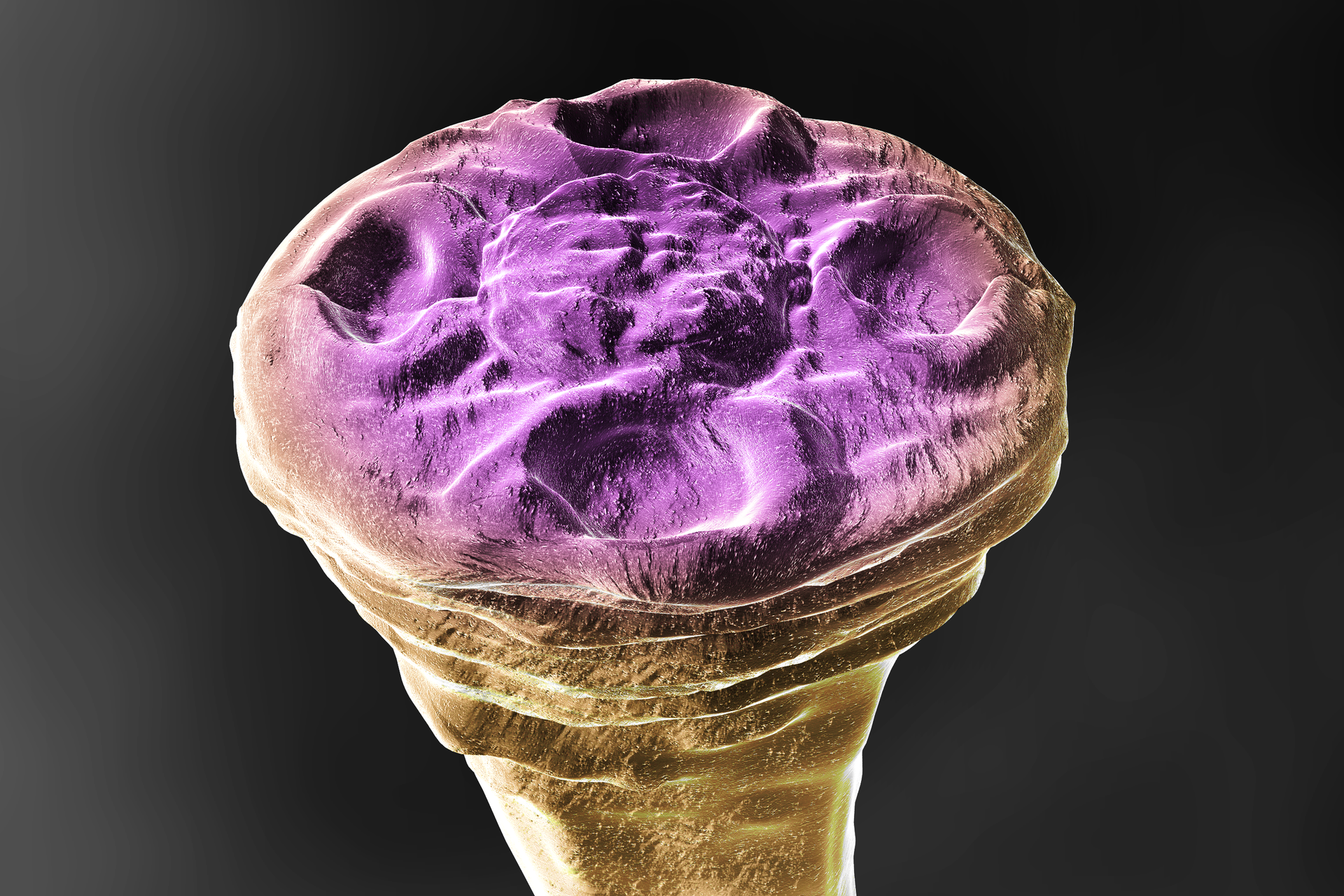 Na ilustracji główka tasiemca nieuzbrojonego, spłaszczona głowa z czterema przyssawkami.