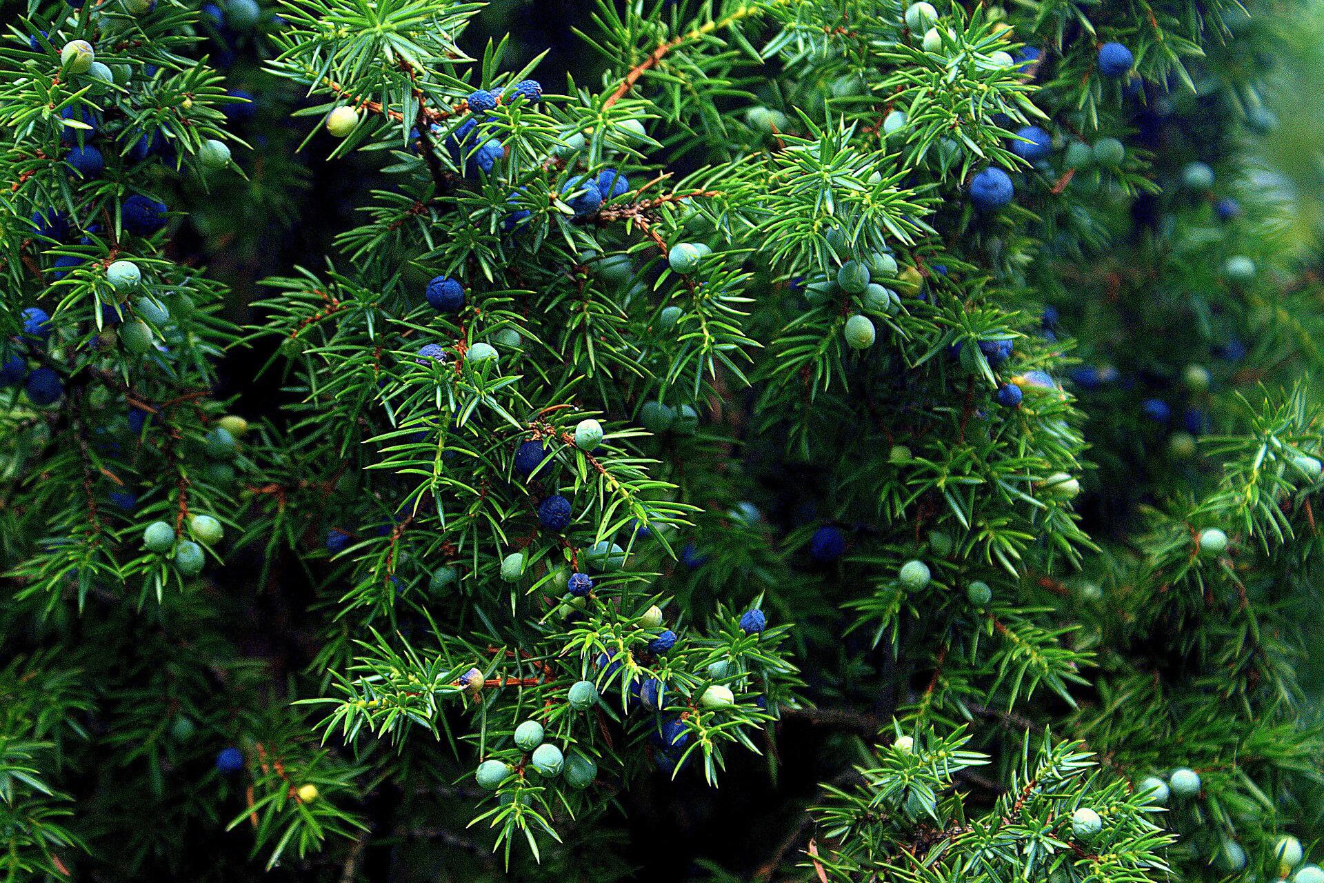 Na planszy przedstawiony jest Jałowiec pospolity. Ma podłużne, brązowe, cienkie gałązki z krótkimi, ciemno‑zielonymi igłami i licznymi, pojedynczymi, okrągłymi zielonymi i fioletowymi owocami.