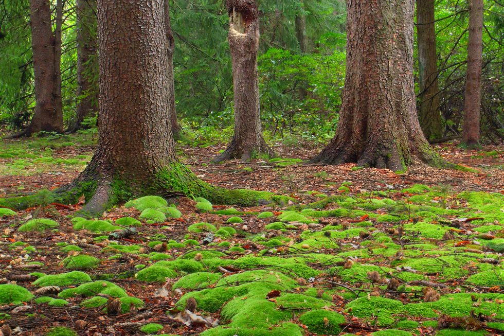 Fotografia przedstawia fragment lasu z ujęciem na ściółkę. Na fotografii widoczne są pnie drzew, których wystające korzenie obleczone są cienkim nalotem mchu. Na glebie  rośnie mech w skupiskach i ma wybrzuszoną formę. Na glebie leża suche liście.