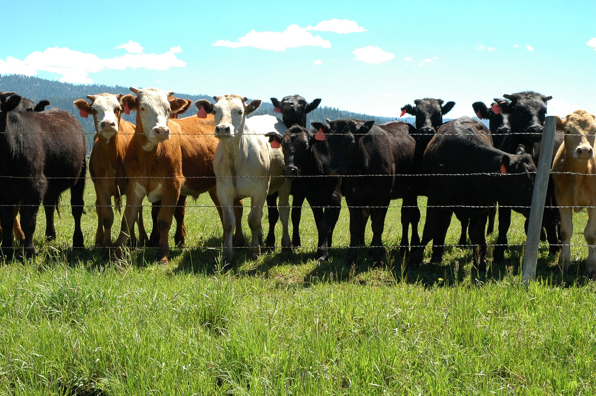 Grafika przedstawia masywne, wysokie bydło stojące przy drucianym ogrodzeniu i wpatrujące się w obiektyw. Posiada różne umaszczenie. Część jest cała czarna, część cała brązowa, beżowa lub biała.
