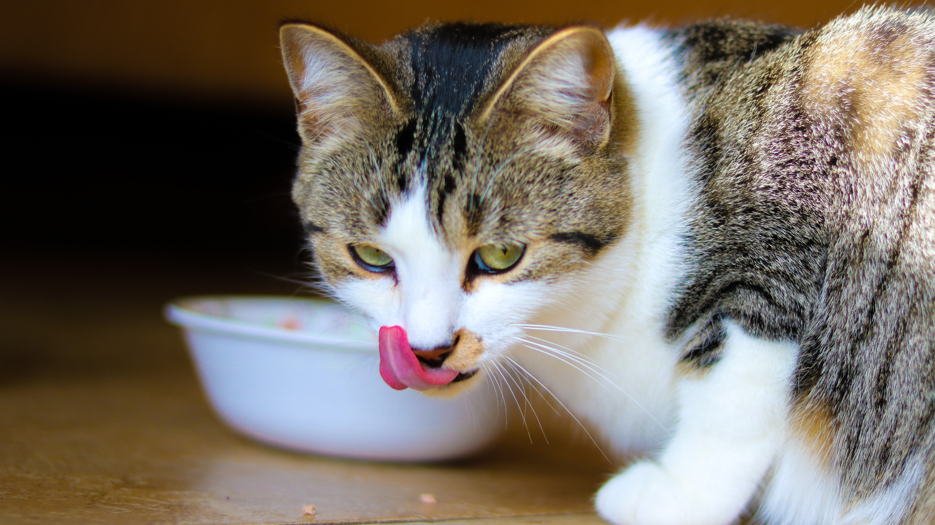 Zdjęcie przedstawia oblizującego się kota. W tle widoczna jest miska.