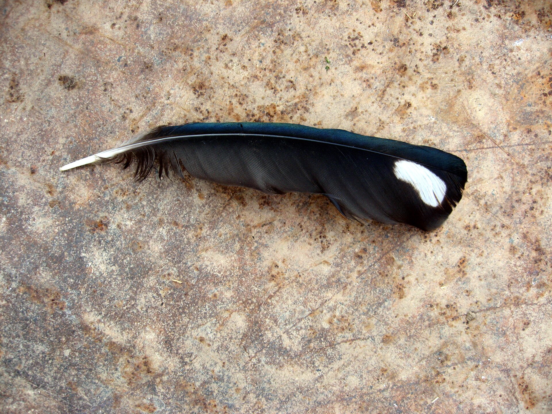 Zdjęcie przedstawia pióro ptaka. Pióro to ma twardą i cienką stosinę, prowadzącą przez jego środek. Wyrastają z niej cienkie elementy przypominające włoski tworzące chorągiewkę. Są one koloru czarnego, a w jednym miejscu znajduje się na jej powierzchni biała plama.