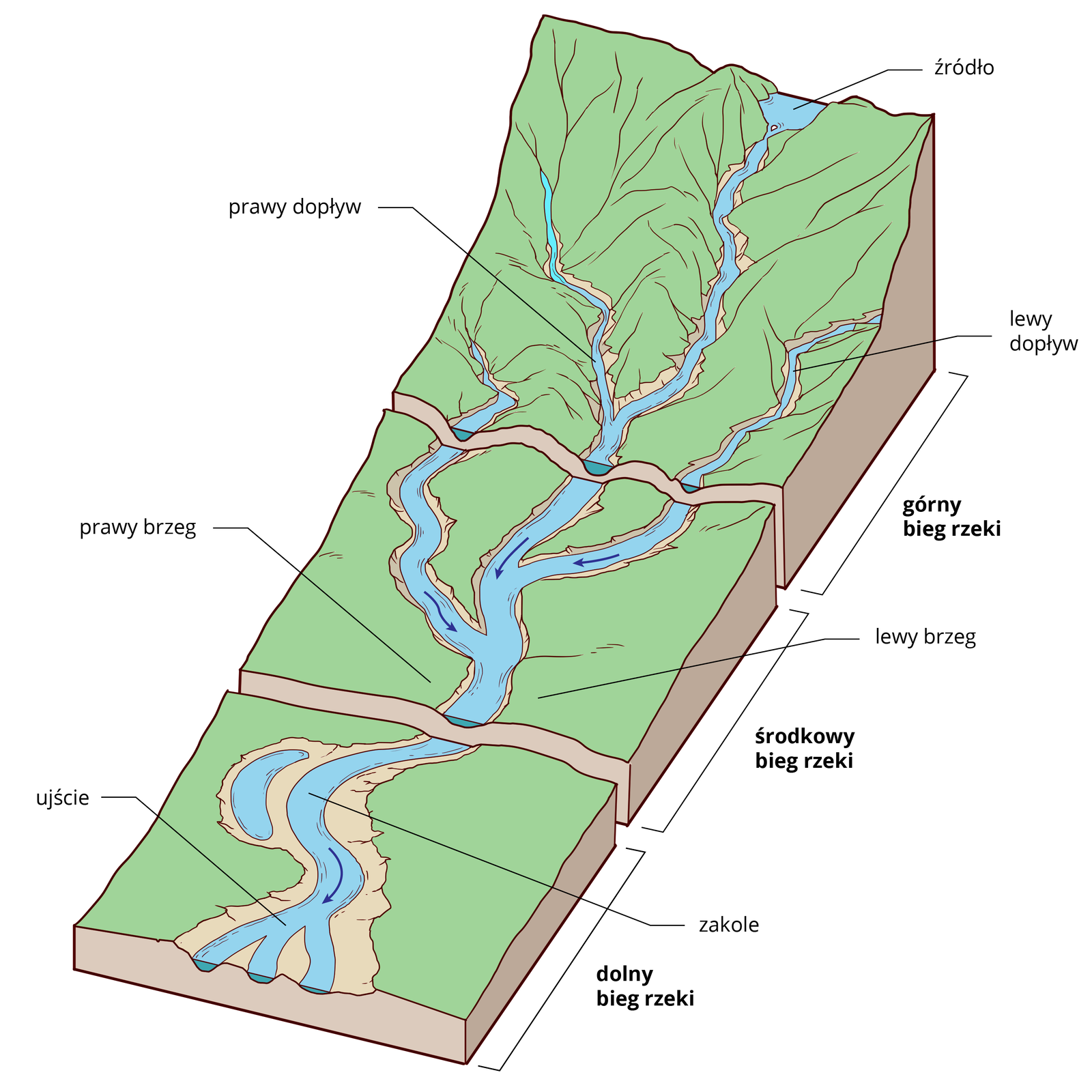 Ilustracja prezentuje koryto rzeki. Wyróżnia się: górny, środkowy oraz dolny bieg rzeki. Od góry widoczne źródło rzeki, dalej do koryta rzecznego uchodzą dopływy prawy i lewy. W środkowym biegu koryto rzeczne jest szersze niż w górnym. W dolnym biegu rzeki tworzą się zakola oraz starorzecza, rzeka kończy się ujściem do morza.
