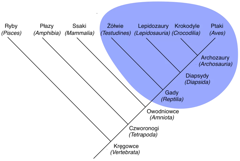 Schemat przedstawia graficzną prezentację systematyki kręgowców z zaznaczoną grupą monofiletyczną. Od głównej, lewoskośnej linii odchodzi sześć linii prawoskośnych. Od dołu, przy pierwszym złączeniu linii znajduje się napis Kręgowce (Vertebrata). Na końcu prawoskośnej linii odchodzącej z tego miejsca znajduje się napis Ryby (Pisces). Przy kolejnym, wyżej umiejscowionym złączeniu linii znajduje się napis czworonogi (Tetrapoda), a na końcu prawoskośnej linii odchodzącej z tego miejsca znajduje się napis Płazy (Amphibia). Przy kolejnym złączeniu linii znajduje się napis owodniowce (Amniota), a na końcu prawoskośnej linii odchodzącej z tego miejsca znajduje się napis Ssaki (Mammalia). Przy kolejnym złączeniu linii znajduje się napis gady (Reptilia), a na końcu prawoskośnej linii odchodzącej z tego miejsca znajduje się napis żółwie (Testudines). Przy kolejnym złączeniu linii znajduje się napis diapsydy (Diapsida), a na końcu prawoskośnej linii odchodzącej z tego miejsca znajduje się napis lepidozaury (Lepidosauria). Przy kolejnym złączeniu linii znajduje się napis archozaury (Archosauria), a na końcu prawoskośnej linii odchodzącej z tego miejsca znajduje się napis krokodyle (Crocodilia). Na końcu linii lewoskośnej znajduje się napis ptaki (Aves). Fragment obejmujący Gady, diapsydy, archozaury oraz ptaki jest zaznaczony na niebiesko i przedstawia przykład grupy monofiletycznej.