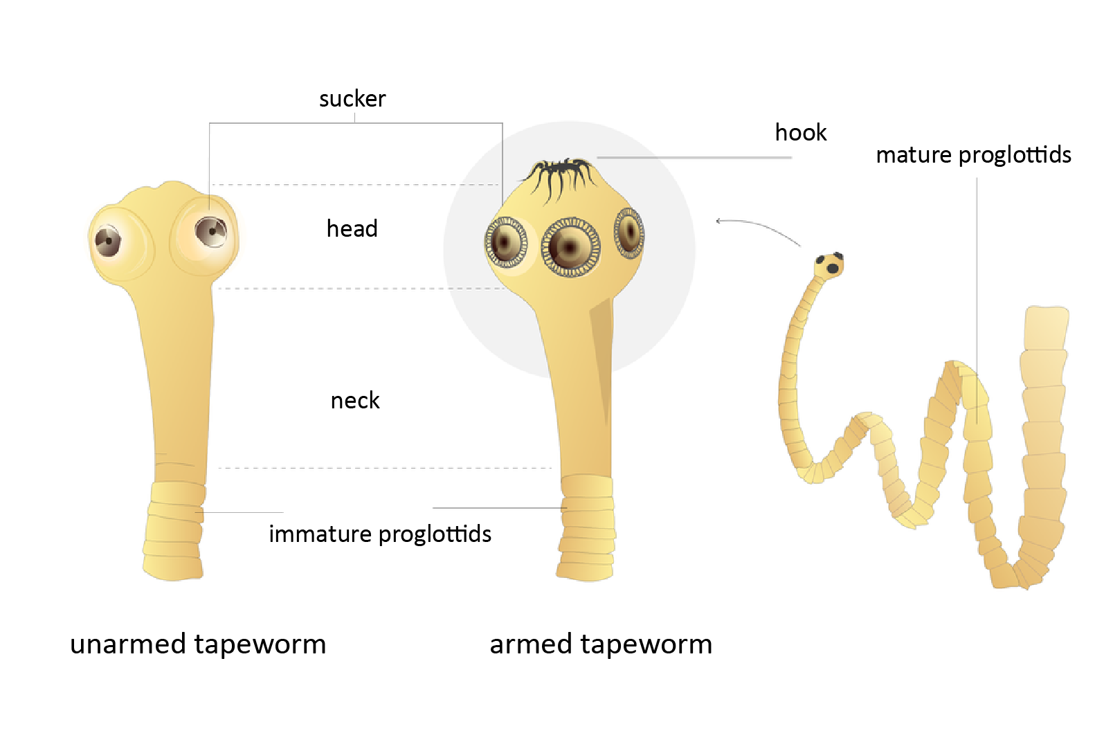 Ilustracja przedstawia trzy schematyczne rysunki tasiemców w kolorze beżowym. Z lewej przednia część ciała tasiemca nieuzbrojonego, w środku uzbrojonego, po prawej fragment ciała tasiemca uzbrojonego ze wskazaniem na dojrzałe człony. Poszczególne części ciała tasiemców są podpisane ze wskazaniem podobieństw i różnicy- tasiemiec uzbrojony posiada na czubku główki. Na ilustracji sa opisy: sucker, head, neck, immature proglottids, hook, mature proglottids.