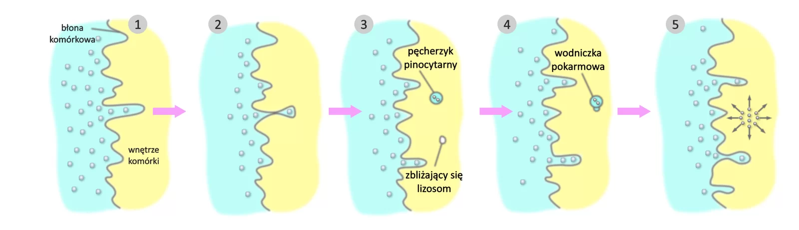 Schemat przedstawia pinocytozę. Płaszczyzna niebieska na ilustracji przedstawia środowisko zewnętrzne, szara, pofalowana linia symbolizuje błonę komórkową, a żółta płaszczyzna wnętrze komórki. W środowisku zewnętrznym znajduje się jakaś substancja wyobrażona jako liczne, niewielkie punkty. Substancja ta wnika w zagłębienie w błonie komórkowej. Zagłębienie to zamyka się, następnie migruje ona w głąb komórki w tzw. pęcherzyku pinocytarnym. Zbliża się do niej lizosom i wytwarza wodniczka pokarmowa. Trawieniu podlega treść pęcherzyka wraz z jego błoną.