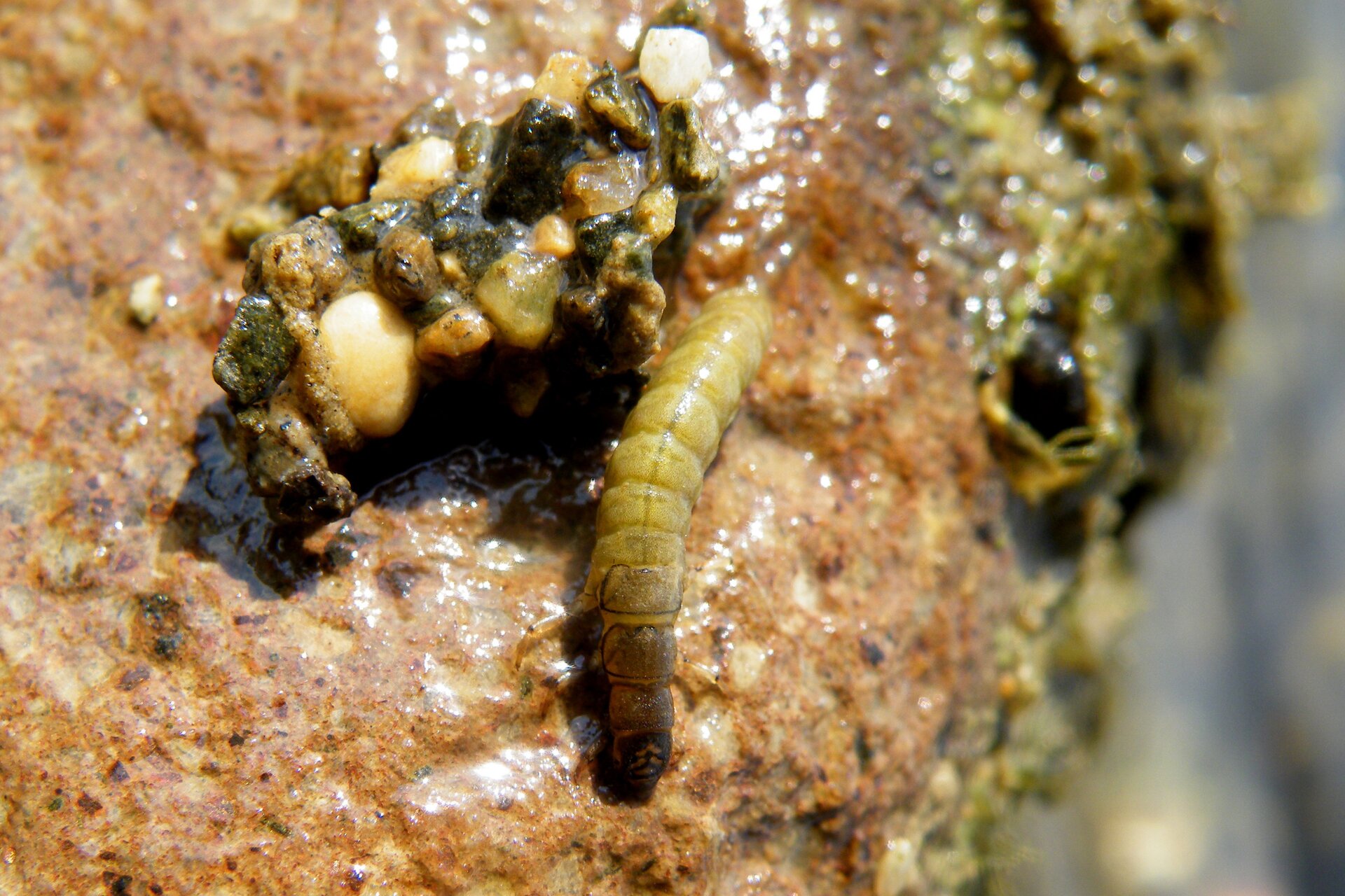 Fotografia prezentuje larwę chruścika. Jest ona biała z ciemnobrązową głową. Widać segmentowanie ciała larwy.