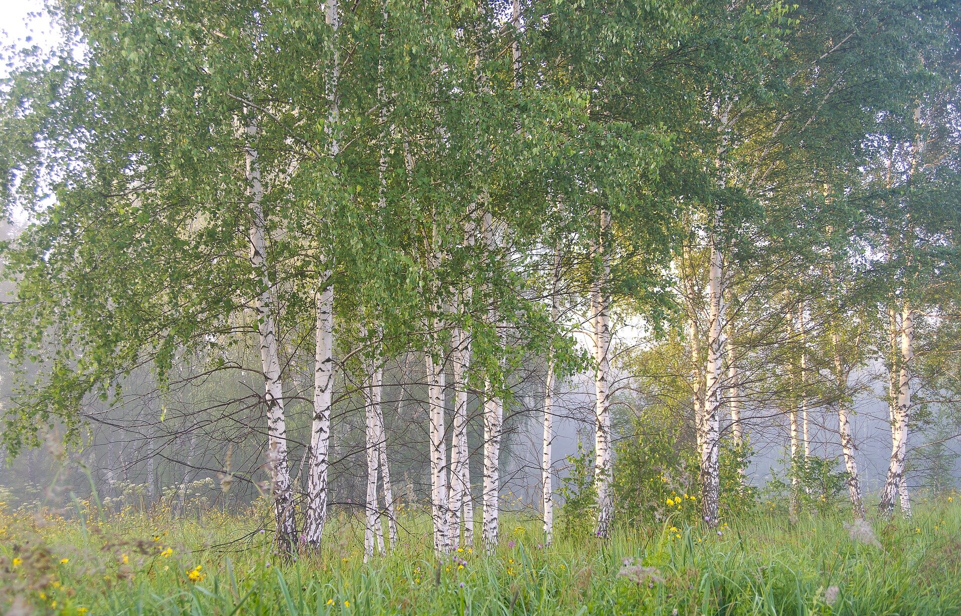 Zdjęcie przedstawia kilka brzóz rosnących koło siebie. Mają one białą korę z czarnymi plamami i zielone liście. W tle widać las.