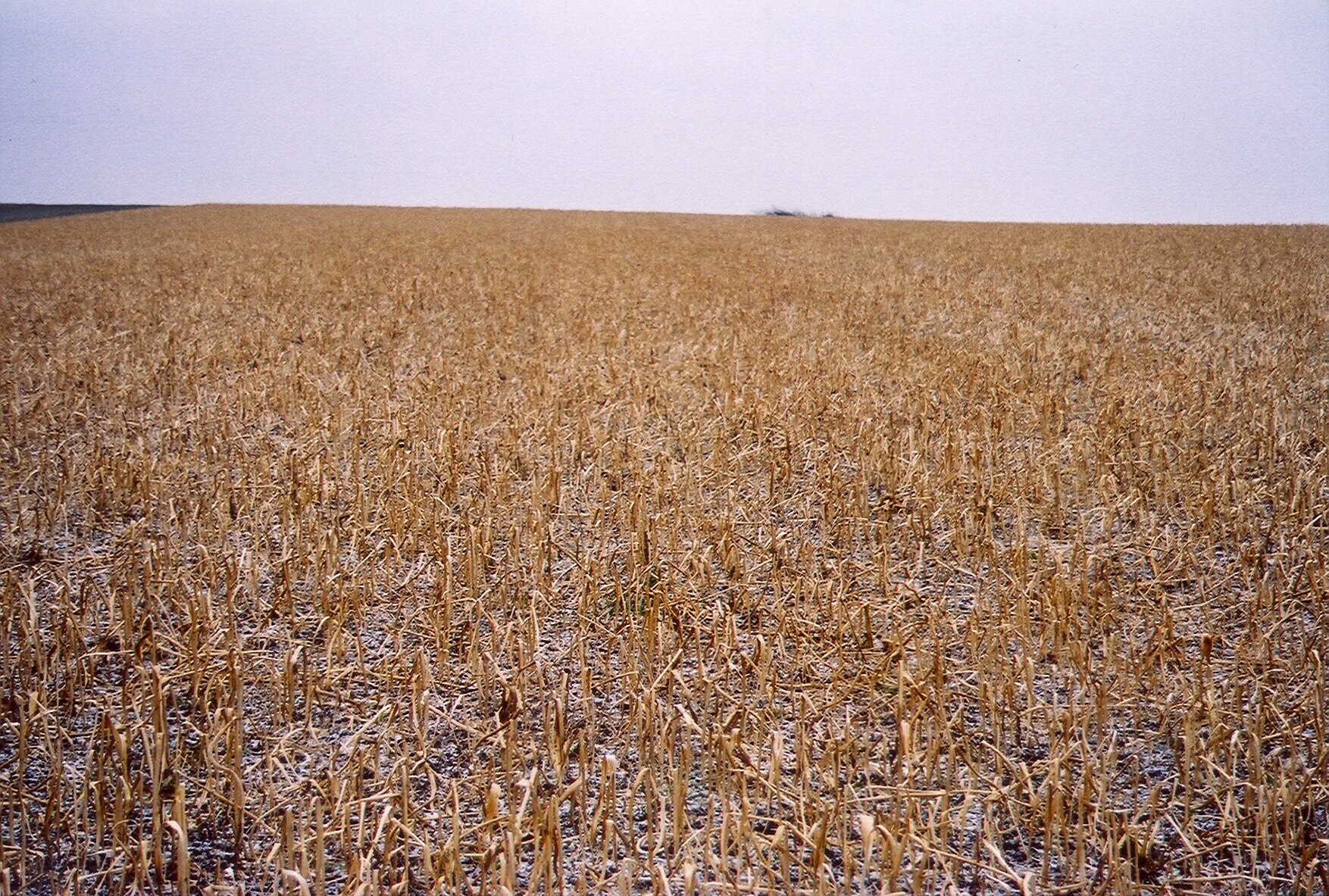 Zdjęcie przedstawia pole uprawne. Znajduje się na nim ściernisko chroniące glebę przed wywiewaniem. Są to pozostałości po żniwach. 