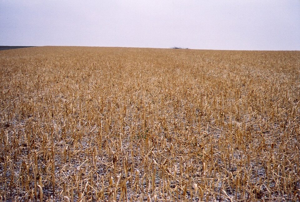 Zdjęcie przedstawia pole uprawne. Znajduje się na nim ściernisko chroniące glebę przed wywiewaniem. Są to pozostałości po żniwach. 