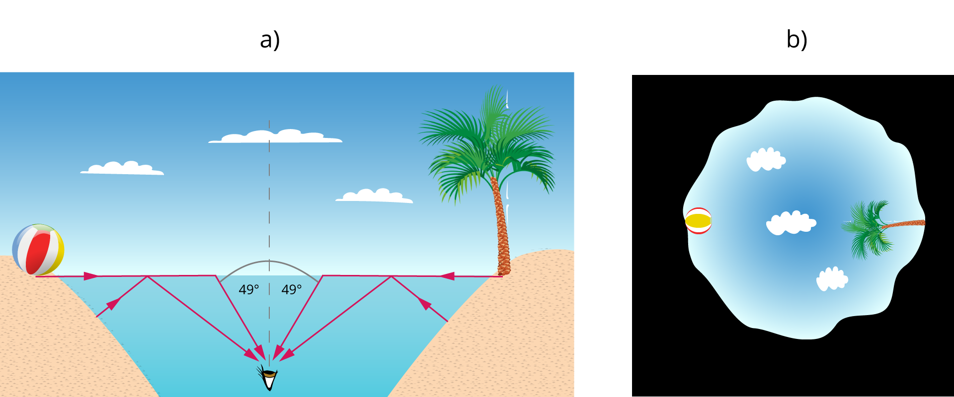 Na rysunku a po lewej na tle nieba z chmurami przedstawiona jest od lewej plaża, na brzegu leży kolorowa piłka, woda, po prawej plaża na brzegu palma. W wodzie na środku obrazka narysowana linia przerywana pionowa, pod nią oko skierowane do góry. Narysowane są strzałki symbolizujące promienie. Strzałka pozioma w prawo na powierzchni wody od piłki, następnie od jej końca do oka. Zaznaczony kąt 49 stopnie między tą strzałką a linią. Od piasku po lewej stronie do strzałki poziomej, od tego miejsca do oka. Strzałka pozioma w lewo na powierzchni wody od palmy, następnie od jej końca do oka. Zaznaczony kąt 49 stopnie między tą strzałką a linią. Od piasku po prawej stronie do strzałki poziomej, od tego miejsca do oka. Na rysunku b po prawej czarny kwadrat, w którego środku w nieregularnym kształcie zbliżonym do koła narysowane jest niebo, chmury, po lewej stronie kolorowa piłka, po prawej palma. Nurek, jak również ryby i inne zwierzęta będące pod wodą, widzą wszystko, co znajduje się nad jej powierzchnią, lecz pole ich widzenia jest zawężone do stożka widzialności o rozwartości ok. 98 stopni. Poza tym stożkiem powierzchnia wody działa jak lustro. Czarny obszar, widoczny na zdjęciu jest odbiciem dna. Jeśli jest ono głęboko położone, nie widać jego szczegółów. Jeśli zaś w zbiorniku wodnym jest stosunkowo płytko, wokół jasnego kręgu zobaczymy odbicie wszystkiego, co znajduje się na jego dnie. Efekt ten jest wynikiem zjawiskiem całkowitego odbicia wewnętrznego. Kąt padania zwany kątem granicznym, powyżej którego promienie świetlne nie są w stanie opuścić wody, by przejść do powietrza, wynosi dla ośrodków woda‑powietrze 48,6 stopni. Całkowite odbicie wewnętrzne ma miejsce wyłącznie wtedy, gdy promień przechodzi z ośrodka optycznie gęstszego do rzadszego.