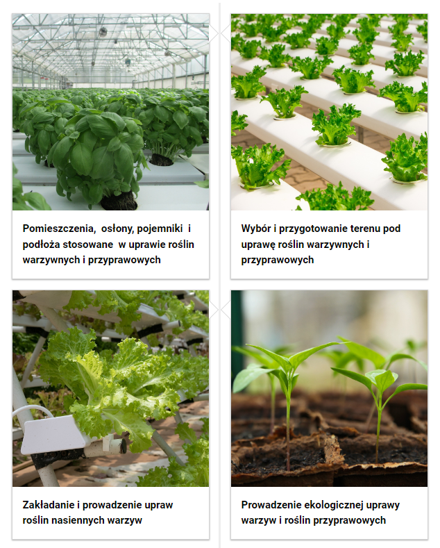 Grafika przedstawia spis treści tej lekcji. Przedstawiono cztery kafelki. Umieszczono na nich tytuł materiału, jego rodzaj oraz ilustracje powiązaną z jego tematem. Pierwszy kafelek zatytułowano: Pomieszczenia, osłony, pojemniki i podłoża stosowane w uprawie roślin warzywnych i przyprawowych. Posiada on ilustrację przedstawiającą halę szklaną, w której w doniczkach rośnie bazylia. Drugi kafelek zatytułowano: Wybór i przygotowanie terenu pod uprawę roślin warzywnych i przyprawowych. Posiada on ilustrację przedstawiającą rosnące małe rośliny liściaste, umieszczone w białych długich pojemnikach. Trzeci kafelek zatytułowano: Zakładanie i prowadzenie upraw roślin nasiennych warzyw. Posiada on ilustrację przedstawiającą rosnące sałaty. Czwarty kafelek zatytułowano: Prowadzenie ekologicznej uprawy warzyw i roślin przyprawowych. Posiada on ilustrację przedstawiającą małe siewki roślin w niewielkich pojemniczkach.