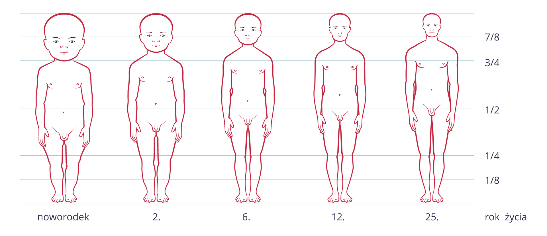 Ilustracja przedstawia zarysy zmieniającej się sylwetki człowieka od narodzin do dorosłości. Na osi X podpisane lata. Linie poziome wskazują proporcje ciała, wyrażone ułamkami. W miarę dorastania zmieniają się proporcje wielkości głowy w stosunku do długości ciała.