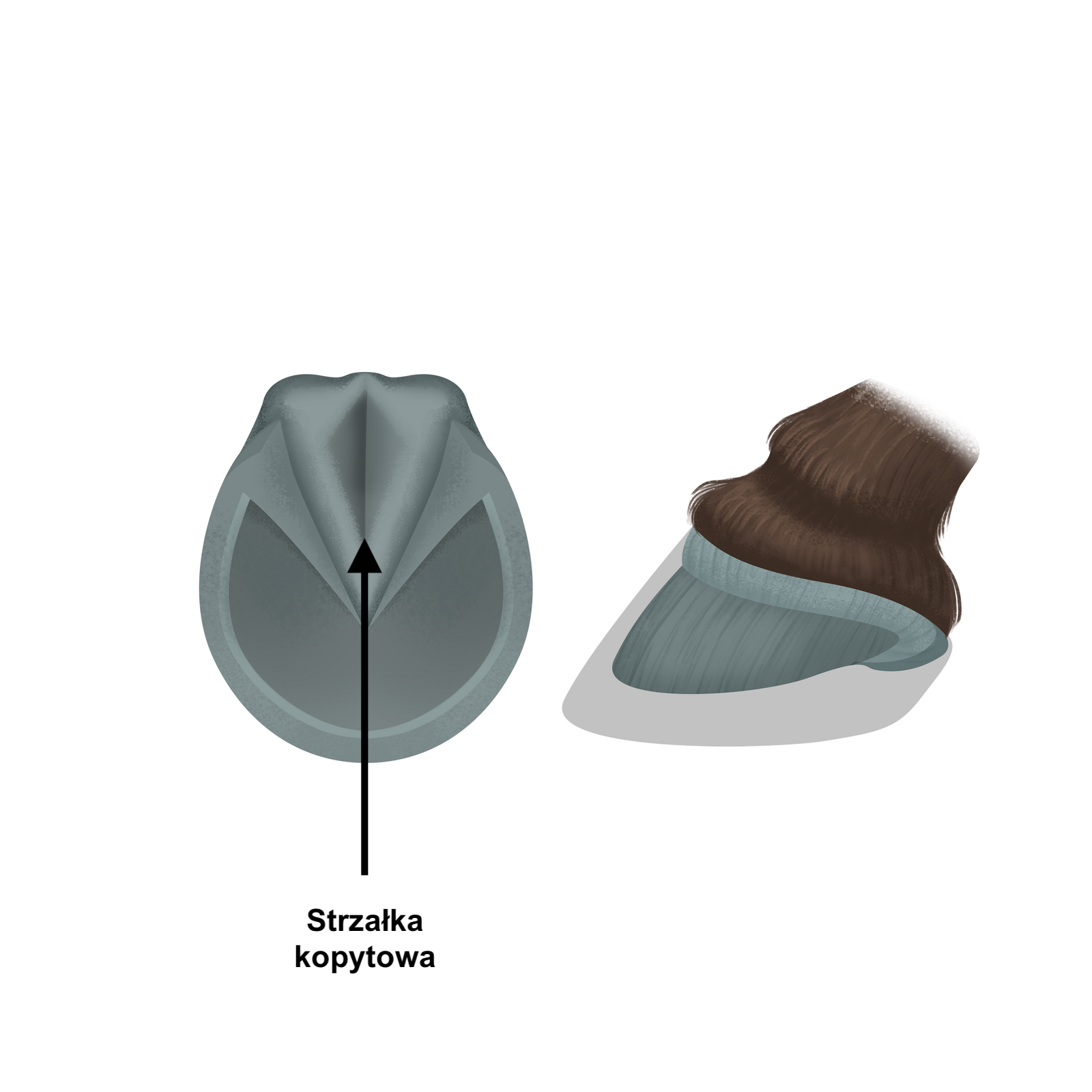 Na grafice przedstawiono model budowy zewnętrznej końskiego kopyta. Po prawej stronie znajduje się kopyto ukazane z boku, natomiast po lewej stronie kopyto ukazane od dołu z zaznaczoną czarnym wskaźnikiem strzałką kopytową.