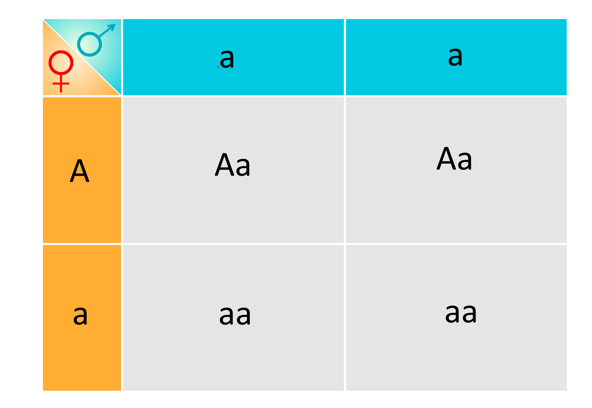 Na grafice znajduje się krzyżówka genetyczna. Allele ojca rozmieszczone są w kolumnach, natomiast allele matki w wierszach. Ojciec jest homozygotą recesywną, natomiast matka jest heterozygotą. W wyniku krzyżówki powstaje czwórka potomstwa, dwie heterozygoty oraz dwie homozygoty recesywne.