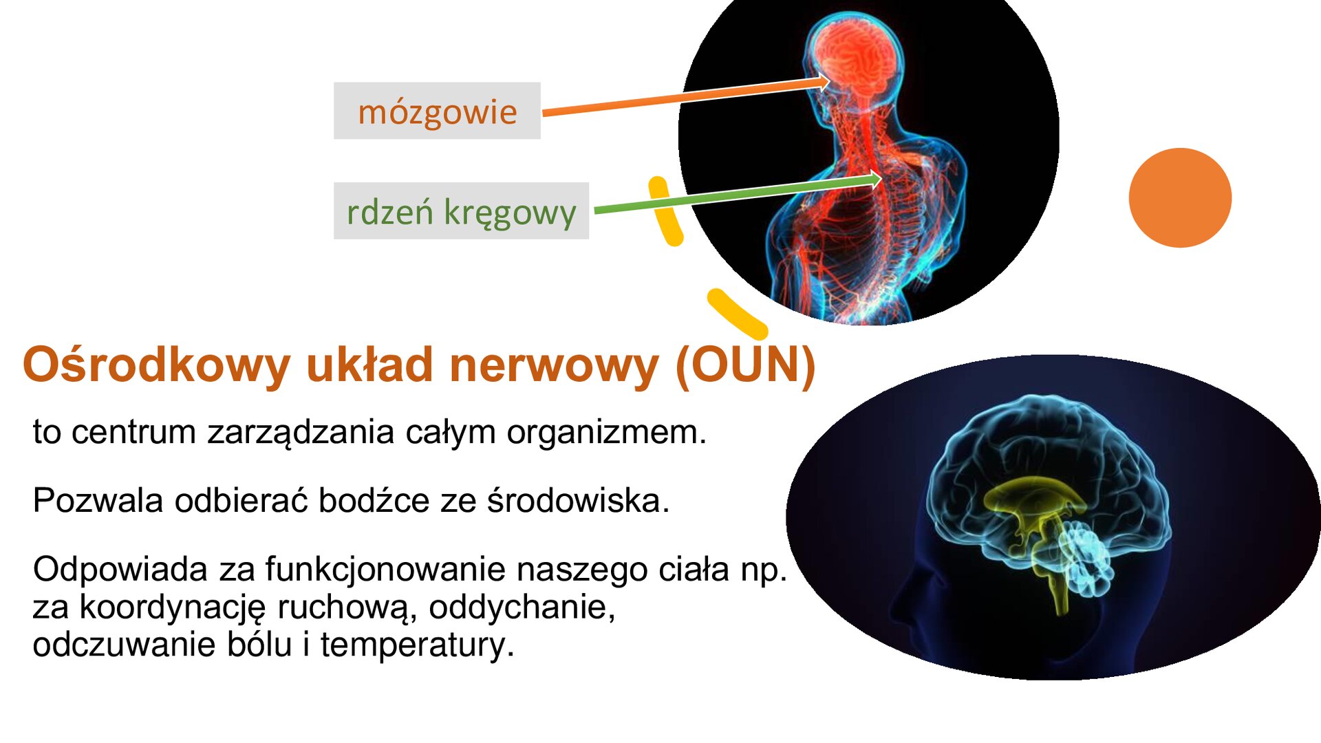 Biały slajd, na którym umieszczony został tekst oraz dwa obrazki. W prawym górnym rogu pierwszy, który przedstawia sylwetkę człowieka, na której zaznaczony został układ nerwowy. Z lewej strony znajdują się dwa podpisy: „mózgowie”, a obok strzałka skierowana w kierunku mózgu, a poniżej „rdzeń kręgowy” ze strzałką obok, która wskazuje na obrazku rdzeń. Poniżej znajduje się drugi obrazek, który przedstawia ludzki mózg. Z lewej strony slajdu napisy: „Ośrodkowy układ nerwowy (OUN) to centrum zarządzania całym organizmem. Pozwala odbierać bodźce ze środowiska. Odpowiada za funkcjonowanie naszego ciała, np. za koordynację ruchową, oddychanie, odczuwanie bólu i temperatury”.