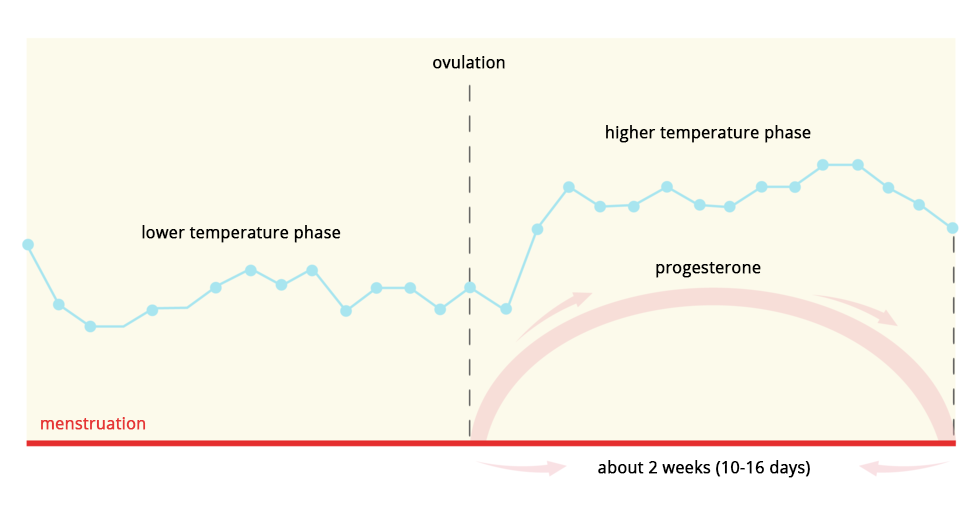 Ilustracja przedstawia zmiany temperatury ciała kobiety (niebieska linia z punktami) w czasie cyklu miesiączkowego. Od lewej na czerwonej linii u dołu podpisana miesiączka. W środku przerywana linia, oznaczająca owulację. Za nią liliowy łuk, symbolizujący poziom progesteronu w czasie od dziesięciu do szesnastu dni. Temperatura w tym czasie jest podwyższona. Na ilustracji są podpisy: owulacja, faza obniżonej temperatury, menstruacja, faza wyższej temperatury, progesteron, około 2 tygodnie (10-16 dni). Ilustracja pokazuje zmiany temperatury ciała (niebieska linia z punktami) podczas cyklu miesiączkowego. The illustration shows changes in body temperature (blue line with points) during the menstrual cycle. From the left on the red line at the bottom signed menstruation. In the middle, a dotted line, signifying ovulation. Behind her, a lilac bow, symbolizing the level of progesterone in ten to sixteen days. The temperature is elevated at this time. The captions are: ovulation, lower temperature phase, menstruation, higher temperature phase, progesterone, about 2 weeks (10-16 days).