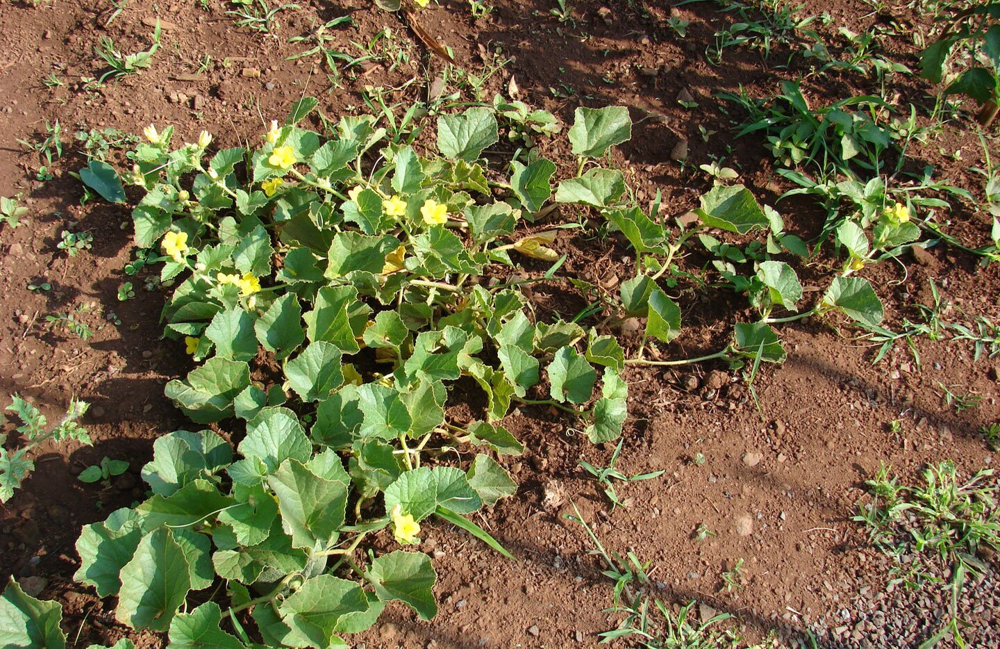 Fotografia przedstawia dynię, której długie łodygi płożą się po ziemi. Między dużymi liśćmi znajdują się żółte kwiaty.