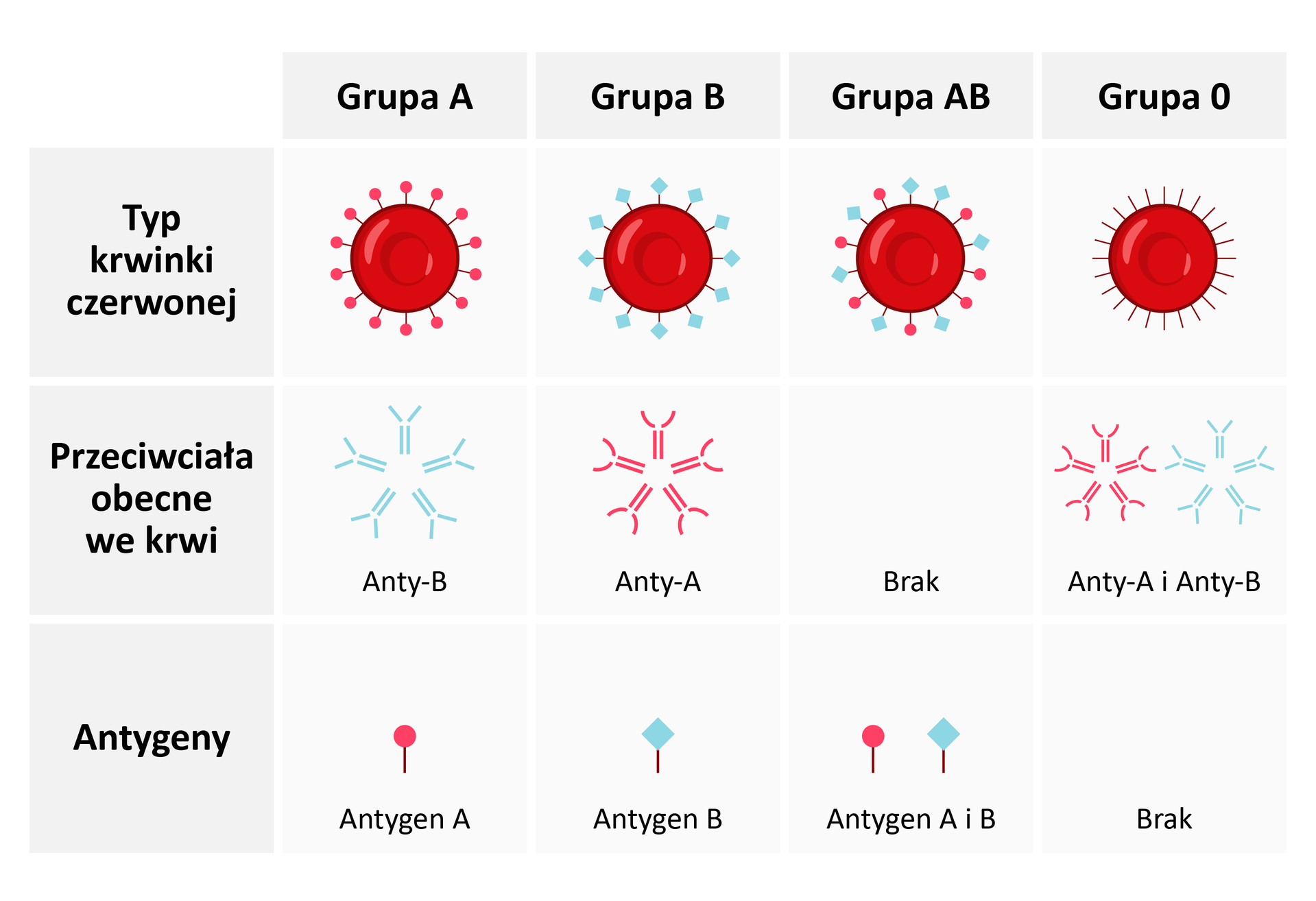 Grafika przedstawia tabelę podziału na grupy krwi w zależności od występujących przeciwciał i antygenów. W kolumnach opisano własności poszczególnych grup krwi, kolejno A, B, AB oraz 0, natomiast w rzędach przestawiono typ krwinki czerwonej, przeciwciała obecne w krwi, oraz antygen.  Grupa krwi A posiada dwuwklęsłą krwinkę czerwoną, od której odchodzą promieniście antygeny A, kształtem przypominające szpilkę z okrągłą główką. W ich organizmie obecne są przeciwciała Anty‑B o kształcie pentameru. Grupa krwi B posiada dwuwklęsłą krwinkę czerwoną, od której odchodzą promieniście antygeny B, kształtem przypominające szpilkę z główką o kształcie rombu. W ich organizmie obecne są przeciwciała Anty‑A o kształcie pentameru. Grupa krwi AB posiada dwuwklęsłą krwinkę czerwoną, od której odchodzą promieniście, naprzemiennie, zarówno antygeny A jak i antygeny B, kształtem przypominające szpilkę z główką kolejno w kształcie koła oraz rombu. W ich organizmie nie występują przeciwciała.  Grupa krwi 0 posiada dwuwklęsłą krwinkę czerwoną, na której powierzchni nie występują antygeny. W ich organizmie obecne są przeciwciała Anty‑A i Anty- B o kształcie pentameru.