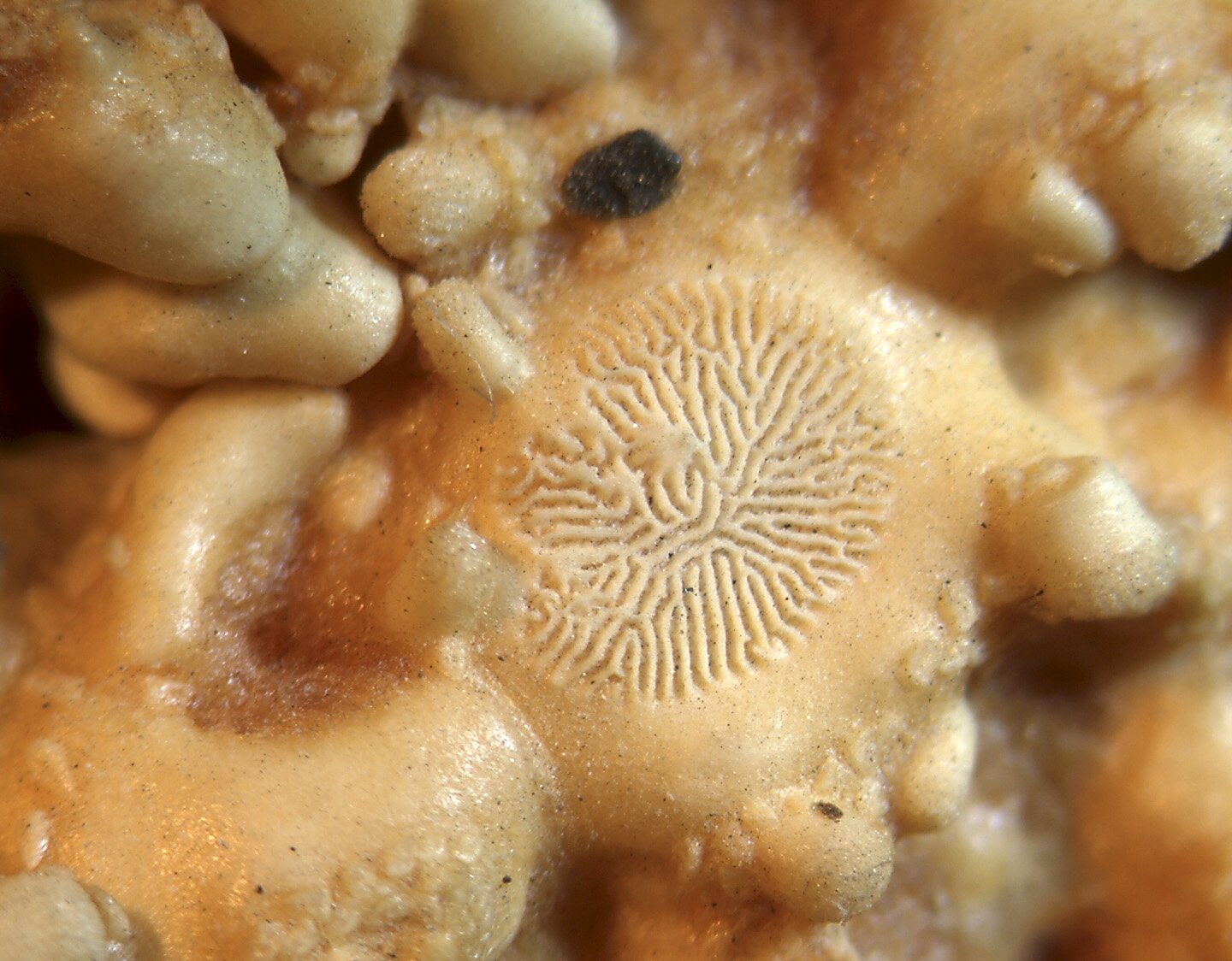 Grafika przedstawia płytkę sitową rozgwiazdy. Ma ona intensywnie pomarszczoną powierzchnię z licznymi otworami w postaci kanalików. Tworzą one owalną strukturę. Są umieszczone na grzbiecie rozgwiazdy.