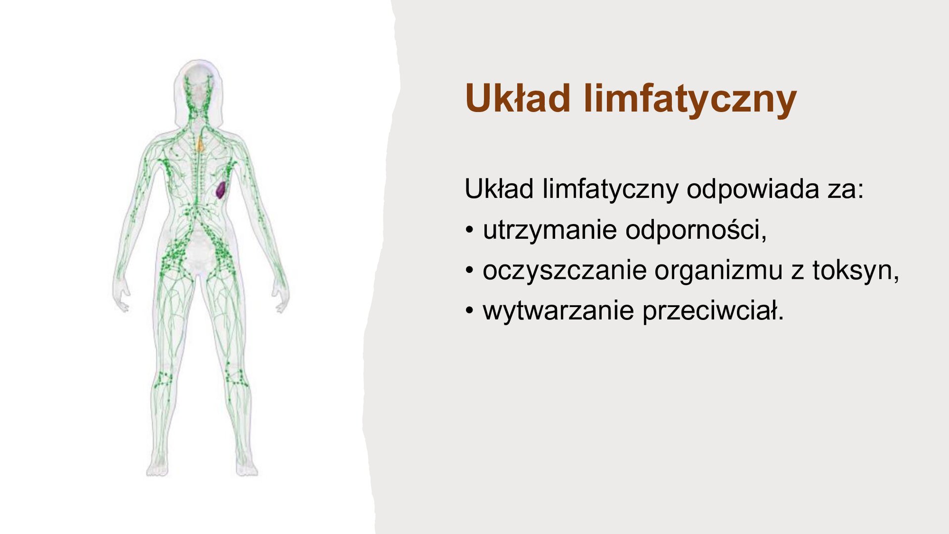 Slajd składa się z ilustracji i tekstu. Z lewej strony, na białym tle, sylwetka ludzka, na której został zaznaczony układ limfatyczny. Z prawej strony, na kremowym tle, tekst: „Układ limfatyczny. Układ limfatyczny odpowiada za: utrzymanie odporności, oczyszczanie organizmu z toksyn, wytwarzanie przeciwciał”.