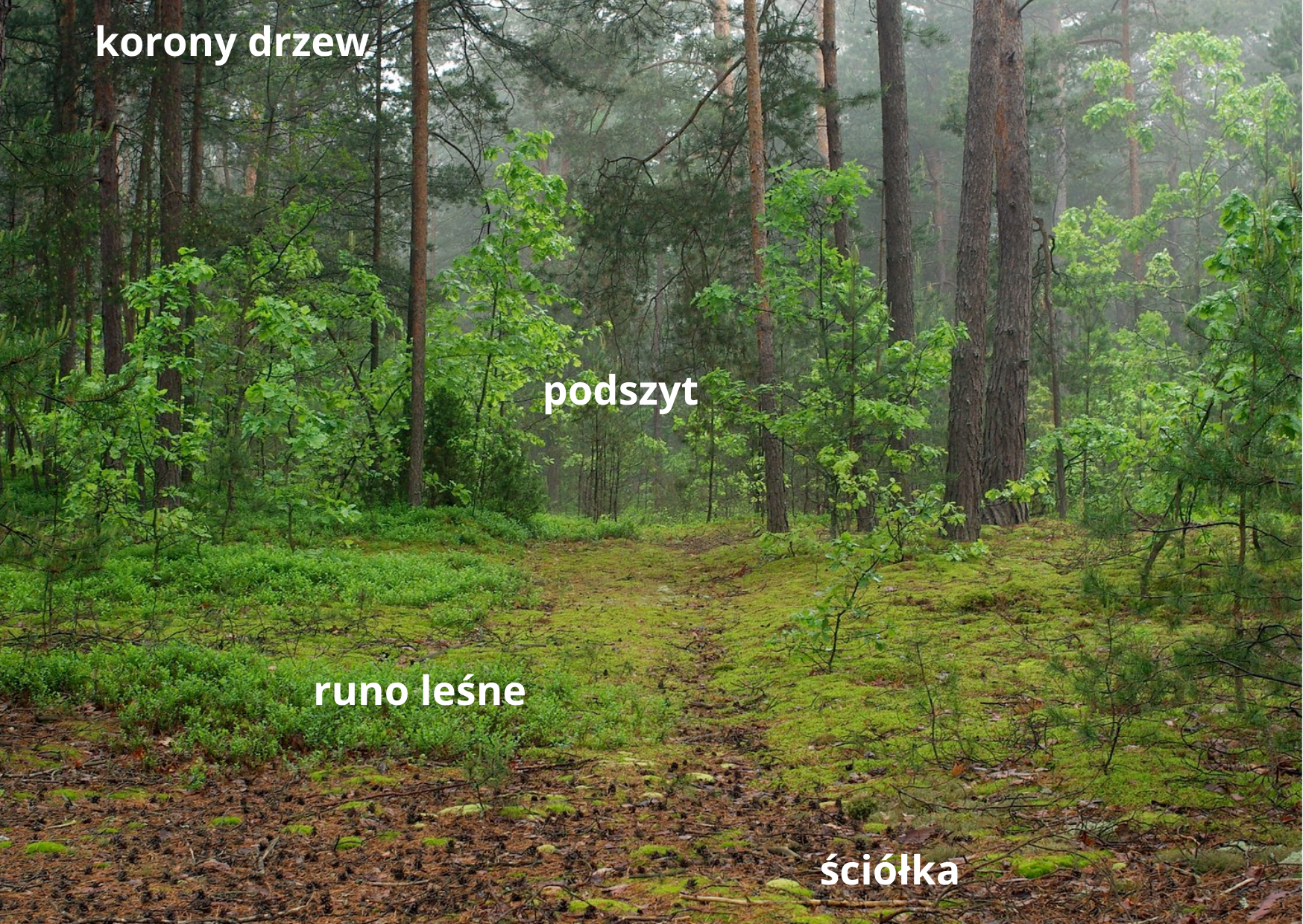 Na planszy widoczne są warstwy lasu. Podłoże składa się z brązowej ziemi, na której leżą szyszki i drobne gałązki, jest to ściółka oraz zielonej trawy, mchu, a także drobnych, zielonych roślin, jest to runo leśne. Kolejna warstwa to podszyt, są to pnie brązowych drzew oraz średniej wysokości, zielone rośliny. Ostatnia to korony drzew, gdzie widoczne są rozgałęzienia, porośnięte zielonymi igłami.