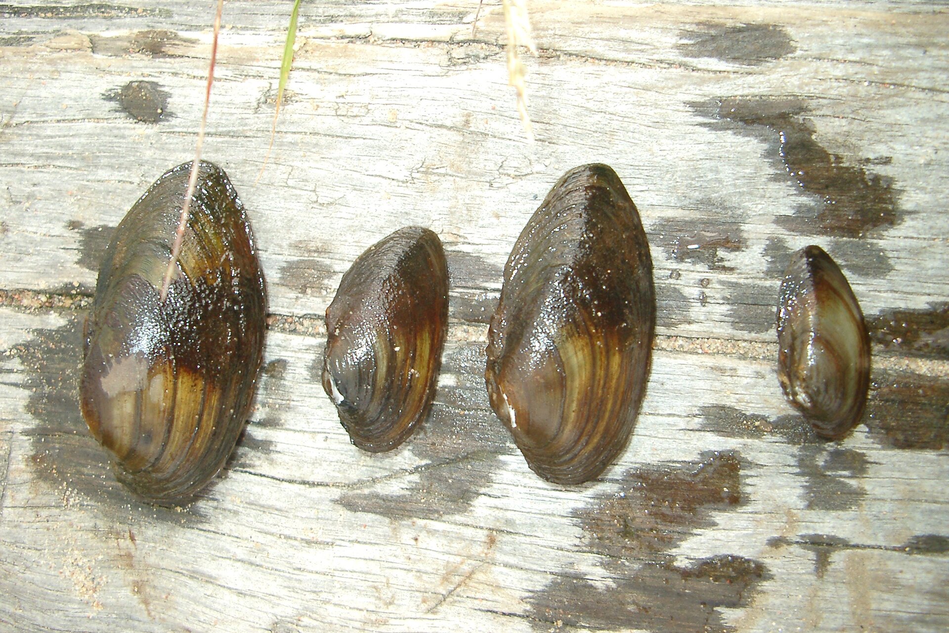 Na ilustracji przedstawione są małże. Maja kształt owalny i brązowy odcień skorupy.