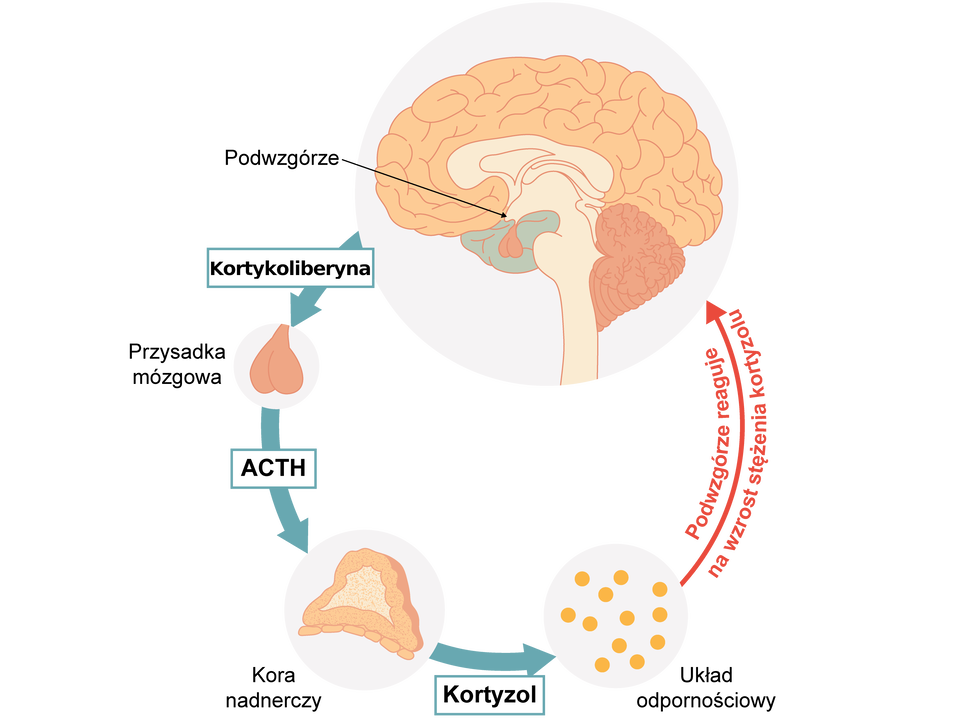 Grafika przedstawia schemat reakcji stresowej. Podwzgórze jest elementem budowy mózgu. W wyniku jego pracy powstaje kortykoliberyna. Kortykoliberyna następnie oddziałuje na przysadkę mózgową, która w odpowiedzi wydziela ACTH. Związek ten oddziałuje na korę nadnerczy, która produkuje kortyzol. Kortyzol oddziałuje na układ odpornościowy organizmu. Podwzgórze reaguje na wzrost stężenia kortyzolu. Krąg reakcji zamyka się. 