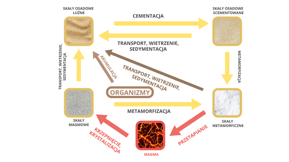 Schemat przedstawia obieg skał w przyrodzie. Kwadraty to rodzaje skał. od nich odchodzą strzałki. Skały magmowe strzałka żółta skierowana do skał osadowych luźnych napisy transport, wietrzenie oraz sedymentacja. Procesy te przekształcają skały magmowe w skały osadowe luźne. Strzałka żółta od skał osadowych luźnych do skał osadowych scementowanych z napisałem cementacja. Pod wpływem cementacji zamieniają się one w skały osadowe scementowane.  Strzałka żółta od skał osadowych scementowanych w stronę osadowych luźnych z napisami transport, wietrzenie, sedymentacja. Poprzez transport, wietrzenie oraz sedymentację zamieniają się w skały osadowe luźne. Od Skał osadowych scementowanych strzałka żółta do skał metamorficznych  z napisem metamorfizacja. Skały osadowe scementowane poprzez metamorfizację zamieniają się w skały metamorficzne. Strzałka żółta z kwadratu skały magmowe do skały metamorficzne z napisałem metamorfizacja. Skały magmowe poprzez metamorfizację zamieniają się w skały metamorficzne. Od skały metamorficzne strzałka czerwona z napisem przetapianie do kwadratu czerwonego z napisem magma. Oraz strzałka czerwona od magma do skały magmowe z napisem krzepniecie, krystalizacja. Skały metamorficzne poprzez przetapianie zamieniają się w magmę, która poprzez krzepnięcie i krystalizację zamieniają się w skały magmowe. Strzałka brązowa od skały magmowe do skały osadowe luźne z napisem transport, wietrzenie, sedymentacja. Skały metamorficzne poprzez transport, wietrzenie oraz sedymentację zamieniają się w skały osadowe luźne. Strzałka brązowa od organizmy do skały osadowe luźne z napisem akumulacja. Organizmy poprzez akumulację mogą stać się skałami osadowymi luźnymi.