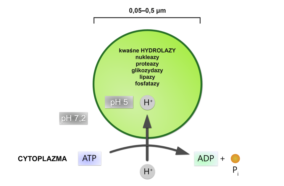 Grafika przedstawia schemat działania H+-ATPazy. Wewnątrz ATPazy, przedstawionej jako zielony okrąg, znajdują się kwaśne hydrolazy, nukleazy, proteazy, glikozydazy lipazy oraz fosfatazy, które sprawiają że środowisko wewnętrzne ma kwaśne pH równe pięć. Przepompowując protony z cytoplazmy o obojętnym pH równym około siedem przecinek dwa do wnętrza lizosomu przy użyciu ATP utrzymuje kwaśne pH optymalne dla działania hydrolaz.