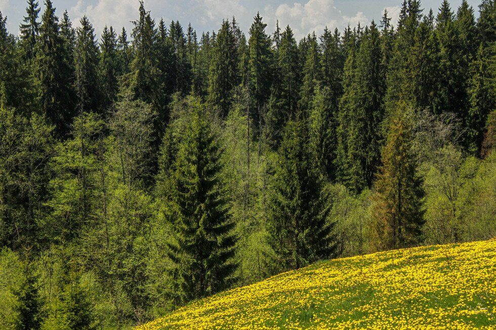 Fotografia przedstawia widoczny las iglasty z licznymi rosnącymi gęsto, smukłymi świerkami o trójkątnej koronie drzewa. Przed drzewami po prawej stronie fragment łąki pokrywającej pagórek. Kwiaty na łące kwitną na żółto.