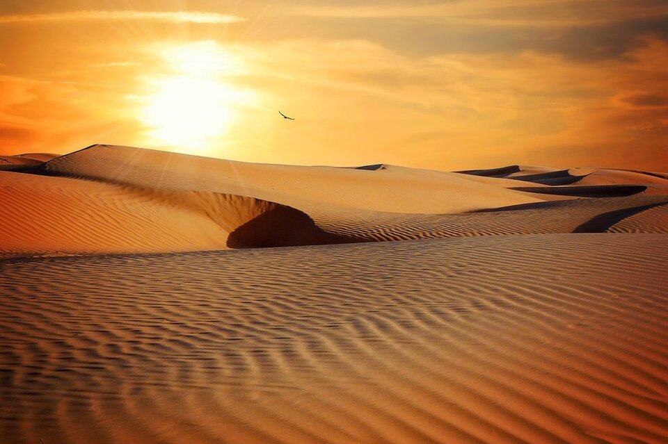 Na fotografii przedstawiono piaszczystą pustynię. Krajobraz bez żadnych roślin pokrywają wydmy. W oddali leci ptak.