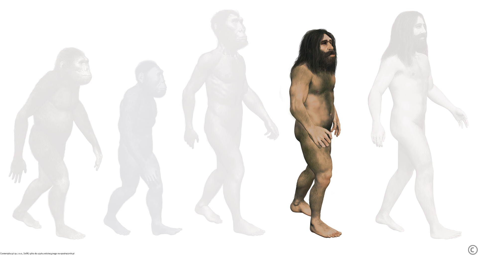 Homo neanderthalensis Homo neanderthalensis Źródło: Contentplus.pl sp. z o.o., Sol90, tylko do użytku edukacyjnego na epodreczniki.pl.