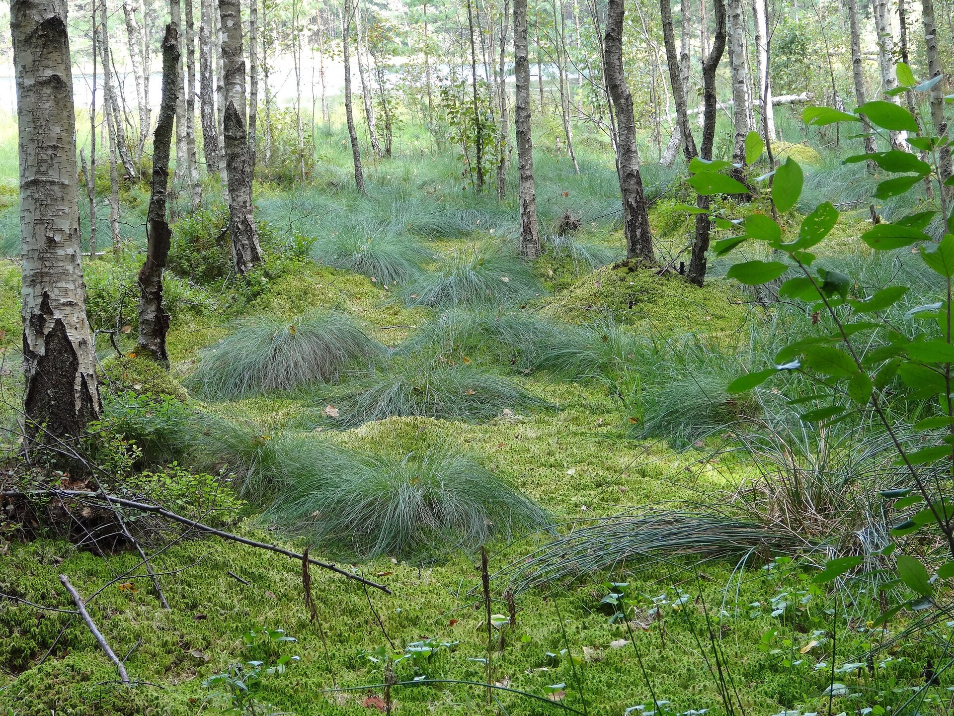 Zdjęcie przedstawia teren bagienny porośnięty brzeziną. Podmokły teren jest pokryty niewysoką roślinnością i porostami. Co kilka metrów rozmieszczone są drzewa liściaste.