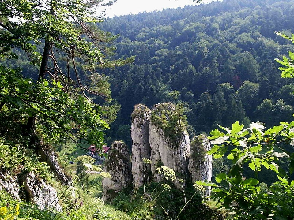 Zdjęcie przedstawia widok ze wzniesienia na kilka jasnych pionowych skał znajdujących się poniżej. Teren wokół skał porastają drzewa.   