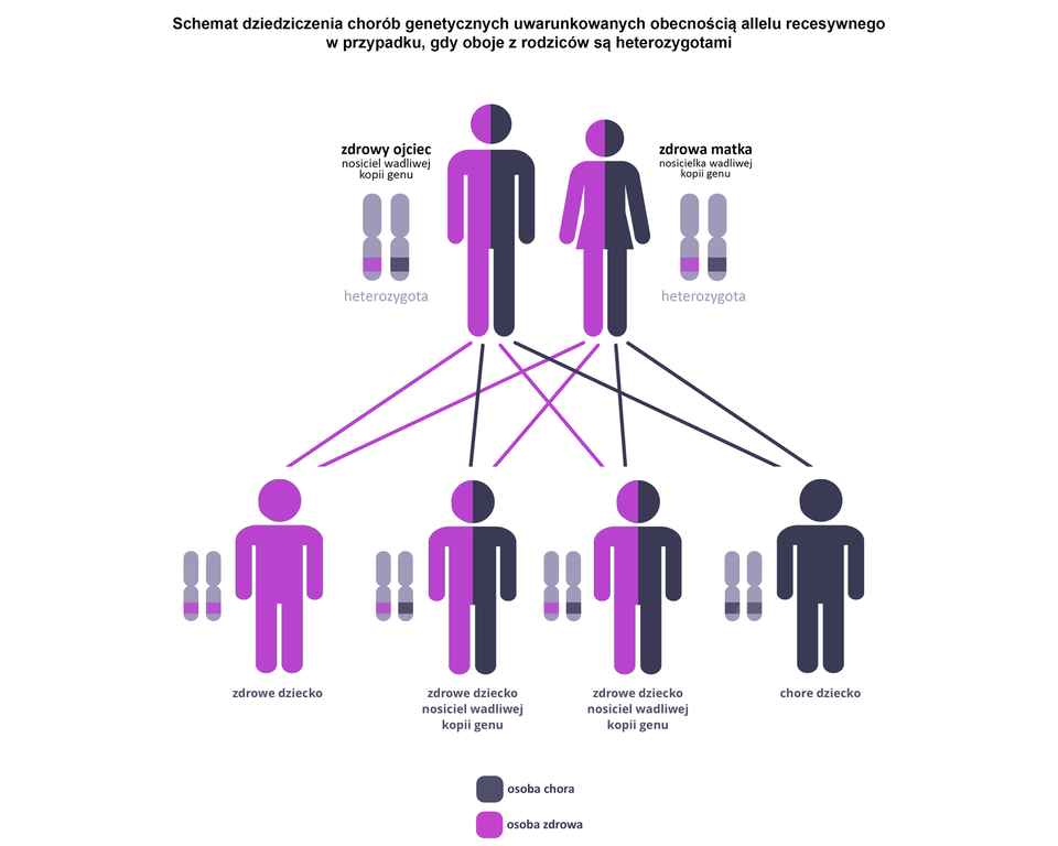 Schemat przedstawia dziedziczenie chorób genetycznych uwarunkowanych obecnością allelu recesywnego w przypadku, gdy oboje z rodziców są heterozygotami. Na górze schematu przedstawiono schematyczne postacie zdrowego ojca i zdrowej matki – nosicieli wadliwej kopii genu. Obrazuje to para genów umieszczona koło postaci – jeden z kolorem fioletowym symbolizującym gen zdrowy, drugi z kolorem czarnym symbolizującym gen uszkodzony. Pod spodem przedstawiono kombinacje dotyczące stanu zdrowia dzieci mogących urodzić się z tego związku. Pierwsza postać z lewej odziedziczyła dwa zdrowe geny oznaczone kolorem fioletowym i jest zdrowa. Dwie kolejne postaci odziedziczyły po rodzicach jeden gen fioletowy, drugi czarny i są osobami zdrowymi będącymi nosicielami wadliwej kopii genu. Ostatnia postać ma koło siebie dwa geny w kolorze czarnym i jest chora, ponieważ odziedziczyła od obojga rodziców geny warunkujące chorobę.
