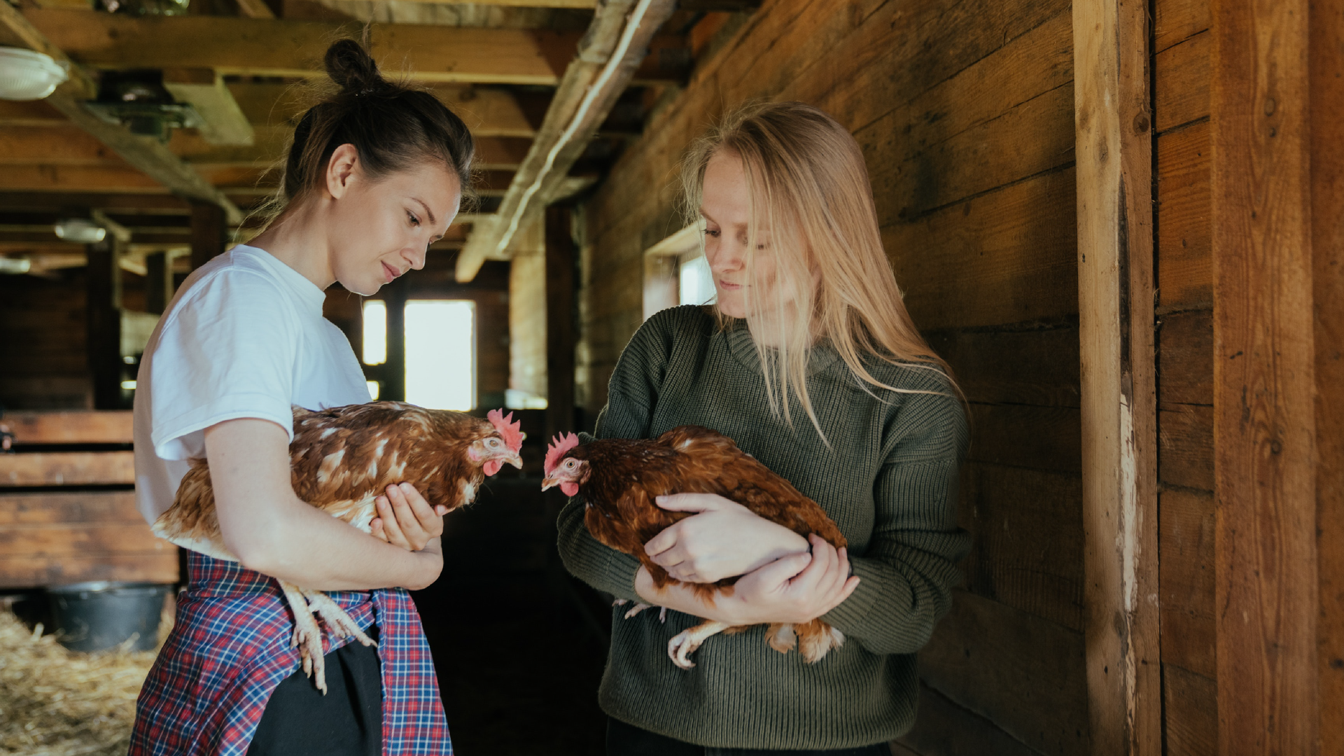 Zdjęcie przedstawia dwie kobiety, które trzymają na rękach kury. Kobiety znajdują się w kurniku.