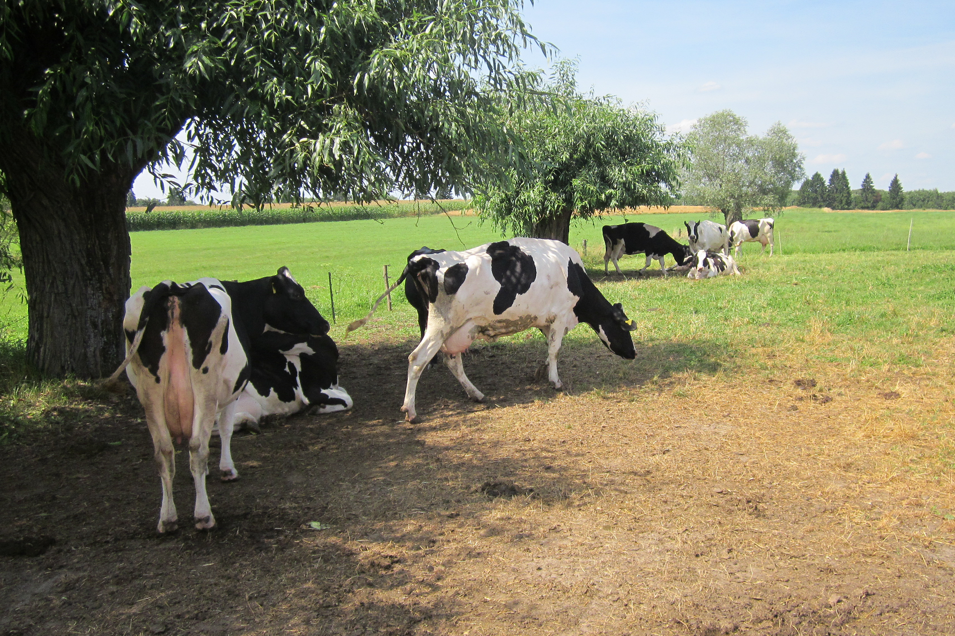 Fotografia prezentuje stado biało‑czarnych, dużych, masywnych krów pasących się na łące z zielono‑żółtą trawą. Niektóre krowy skubią trawę, inne odpoczywają w cieniu pod drzewem.
