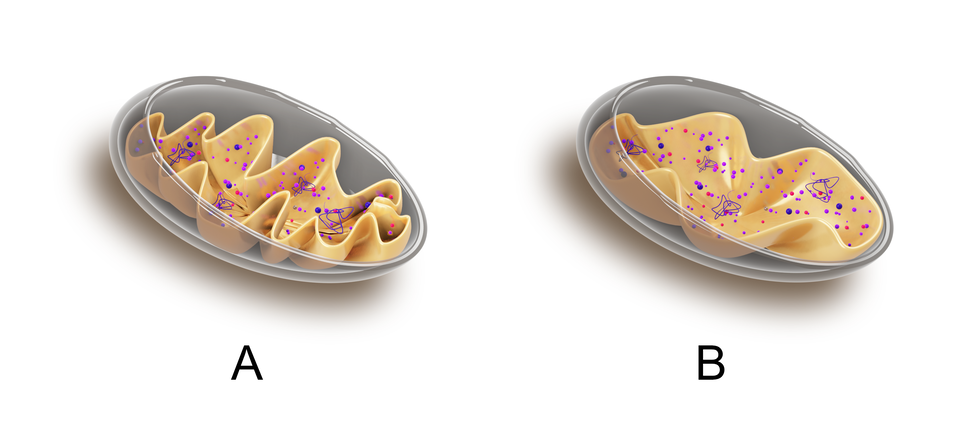 Dwa przekroje mitochondrium. Grafika przedstawia budowę mitochondriów różnych narządów. Mitochondria są otoczone dwiema błonami białkowo lipidowymi, czyli zewnętrzną i wewnętrzną. Różnią się one między sobą pod względem molekularnym i funkcjonalnym. Mitochondrium oznaczone na schemacie literą A ma silnie rozbudowane grzebienie mitochondrialne zwiększające powierzchnię syntezy ATP. W przeciwieństwie do modelu mitochondrium oznaczonego literką B.