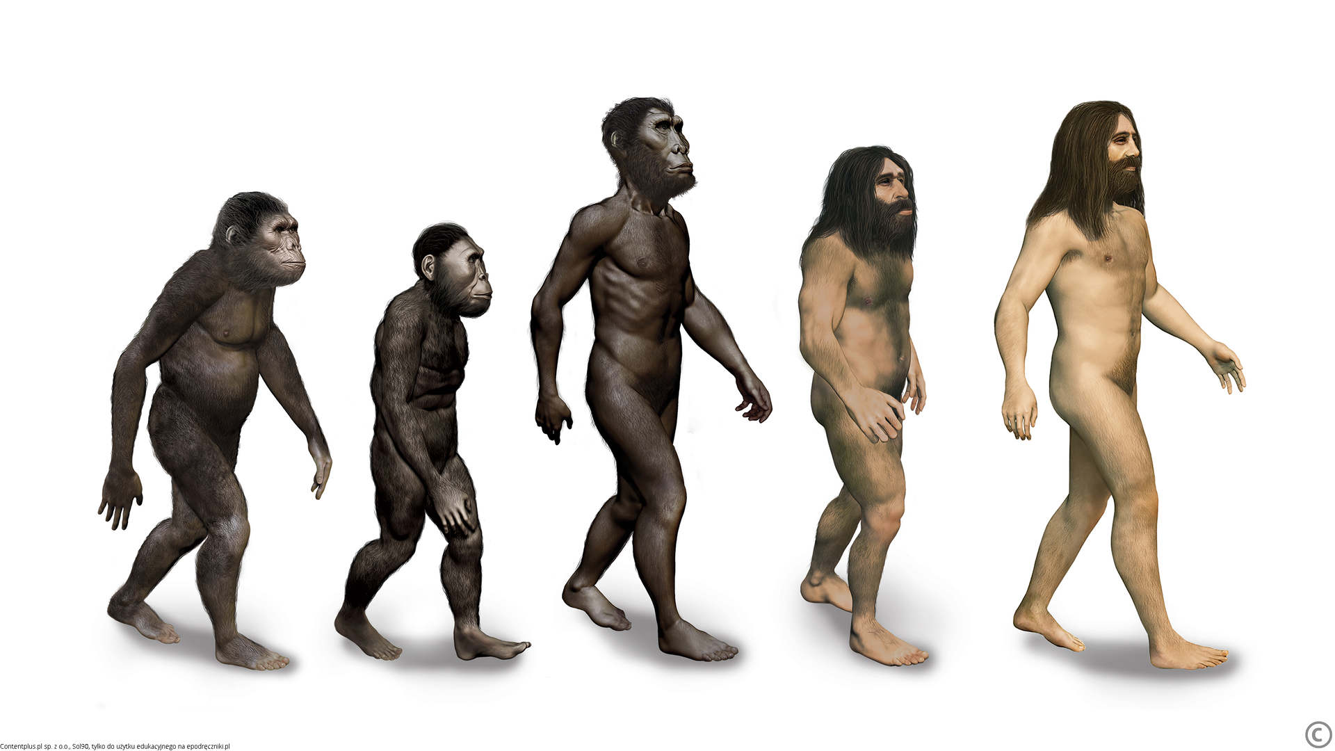 Grafika przedstawiająca ewolucję wczesnych ludzi. Rząd sylwetek jedna po drugiej. Wszystkie wyprostowane, ale o różnych cechach fizycznych. Pierwsza sylwetka jest niska, pokryta sierścią i o długiej, małpiej twarzy. Druga sylwetka jest mniejsza, ale o bardziej płaskiej twarzy. Trzecia sylwetka jest dużo wyższa i zupełnie wyprostowana, choć wciąż pokryta sierścią. Czwarta jest niższa, ale sierść ustąpiła gęstemu owłosieniu, pod którym widoczna jest skóra. Piąta i ostatnia sylwetka przypomina człowieka.
