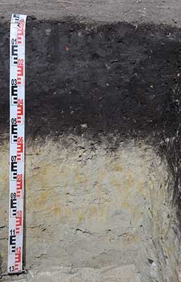 na zdjęciu jest profil glebowy czarnej ziemi pobagiennej. Od góry znajduje się głęboka na pół ukazanego profilu warstwa w kolorze czarnym. Warstwa będąca pod nią ma kolor biały z rdzawymi niedużymi plamami przypominającymi zacieki. 