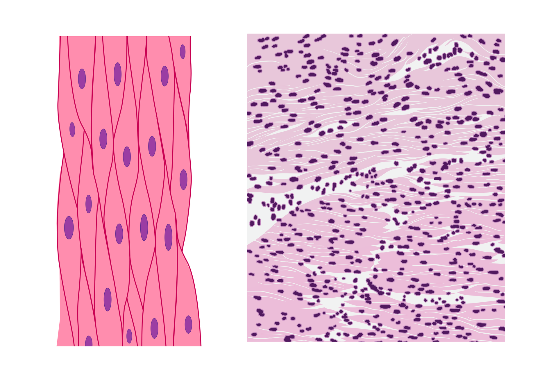 Tkanka mięśniowa gładka to wrzecionowate komórki ściśle przylegające. Mają różowy kolor. W każdym wrzecionie widać jedno fioletowe jądro komórkowe. Na fotografii mikroskopowej przedstawiono wiele poziomo ułożonych , wrzecionowatych komórek. W każdej wyraźne jądro.