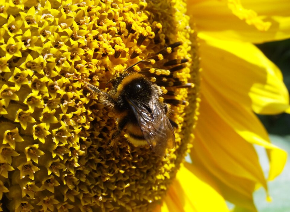 Zdjęcie przedstawia pszczołę siedzącą na kwiecie słonecznika. Jej przezroczyste skrzydła są złożone. Zbiera pyłek ze słonecznika. 