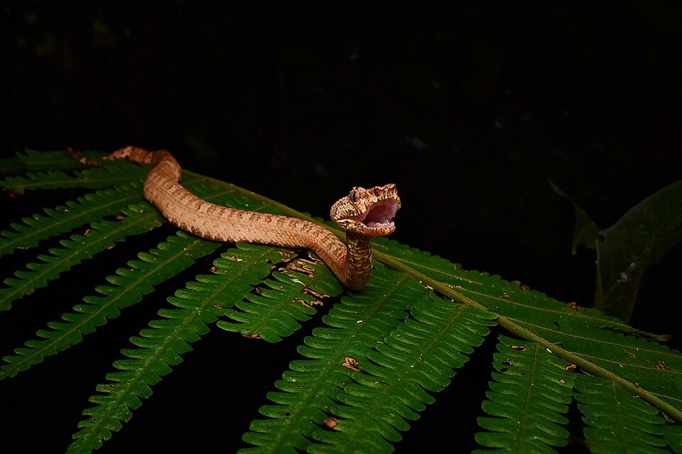 Zdjęcie przedstawia pełzającego po liściach węża z otwartą paszczą. Wąż ma jasnobrązową skórę z ciemniejszymi łuskami.