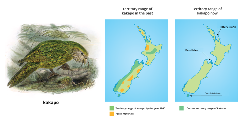 Ilustracja przedstawia rysunek zielonego ptaka kakapo oraz mapy Nowej Zelandii, określające obszar występowania kakapo do roku 1840 i obecnie. Ptak, przypominający zieloną papużkę nielotkę stoi na ziemi, z korzonkami roślin w dziobie i w pazurach. Pierwsza mapa przedstawia występowanie kakapo na początku dziewiętnastego wieku, kiedy terytorium ptaka rozciągało się prawie na połowie obszaru Nowej Zelandii. Druga mapa ilustruje aktualny zasięg gatunku, ograniczony raptem do kilku małych wysepek Nowej Zelandii.
