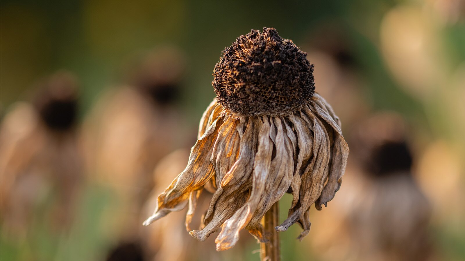 Zdjęcie przedstawia uschnięty kwiat, który prawdopodobnie miał białe płatki i brązowy środek. Rozmazane tło przedstawia inne uschnięte kwiaty tego samego gatunku.