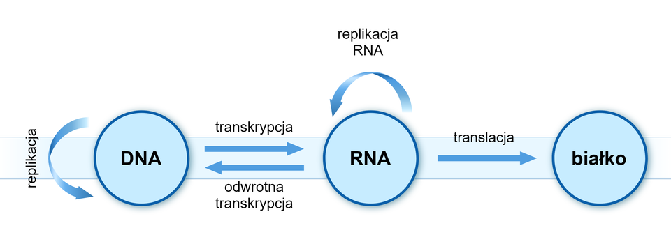 Na schemacie zilustrowany jest jest proces ekspresji genów w zależności od tego, czy wirusy zawierają materiał genetyczny w postaci DNA czy RNA. Na ilustracji po lewej stronie znajduje się niebieski okrąg z napisem DNA. Po jego lewej stronie widnieje półokrągła strzałka prowadząca w dół z napisem: replikacja. Od okręgu prowadzi strzałka podpisana: transkrypcja do kolejnego okręgu z napisem RNA. Pod tą strzałką równolegle umieszczono strzałkę skierowaną w drugą stronę z napisem: odwrotna transkrypcja. Nad okręgiem symbolizującym RNA znajduje się półokrągła strzałka z podpisem: replikacja RNA. Od tego okręgu w prawo prowadzi kolejna strzałka z napisem: translacja do okręgu podpisanego jako białko.