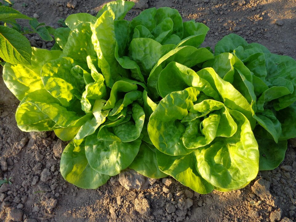 Zdjęcie przedstawia sałatę siewną. Rośnie ona w glebie. Liście sałaty są zielone, ich powierzchnia jest lekko pofałdowana. 