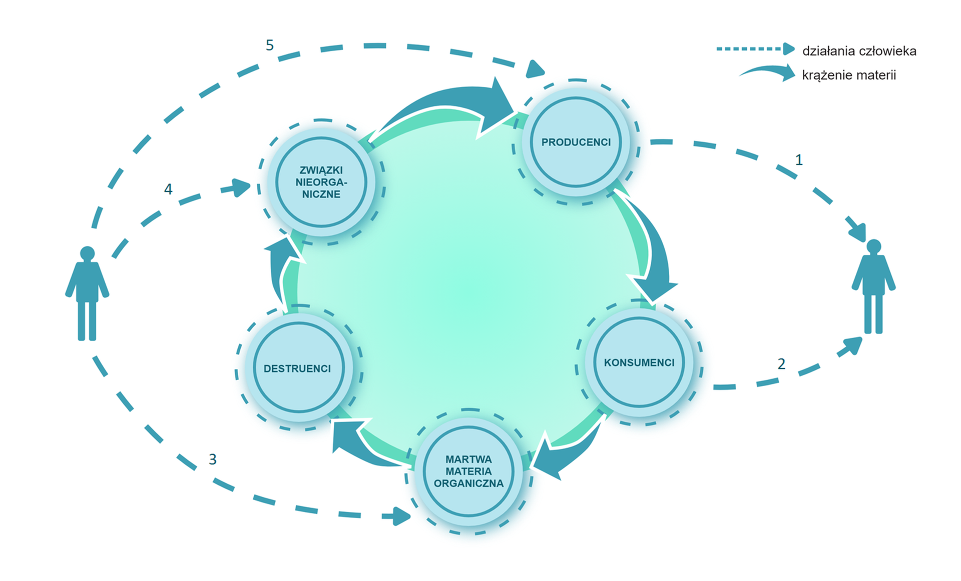 Schemat przedstawia krążenie materii oraz działania człowieka w ekosystemie ogrodu. W centralnej części grafiki znajduje się kolisty diagram składający się z 5 elementów. Są to Związki nieorganiczne Strzałka do Producenci Strzałka do Konsumenci Strzałka do Martwa materia organiczna strzałka do Destruenci strzałka do Związki nieorganiczne. Cykl zamyka się. Strzałki pomiędzy tymi elementami opisane są jako działania człowieka.  Po lewej stronie kolistego diagramu znajduje się człowiek, od którego narysowane są strzałki do kilku elementów diagramu. Strzałki te opisane są jako krążenie materii. Od człowieka Strzałki biegną do następujących elementów diagramu: do związków nieorganicznych, producentów, do martwej materii organicznej. Po prawej stronie kolistego diagramu znajduje się człowiek, do którego narysowane są strzałki biegnące w kierunku od kilku elementów diagramu. Od Producentów w kierunku człowieka oraz od Konsumentów kierunku człowieka.
